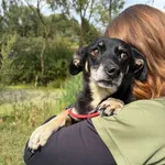 Pies do adopcji, Bełchatów, 7 sierpnia 2026