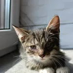 Kot do adopcji, Grudziądz, 5 sierpnia 2026