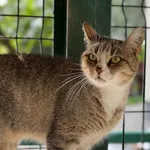 Kot do adopcji, Bydgoszcz, 6 września 2026