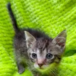 Kot do adopcji, Bydgoszcz, 19 września 2026