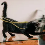 Kot do adopcji, Czartki, 10 września 2026