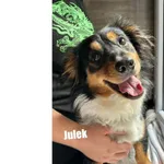 Julek