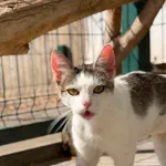 Kot do adopcji, Bydgoszcz, 3 września 2026