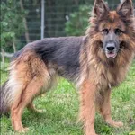 Bramba