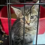 Kot do adopcji, Głowno, 17 września 2026