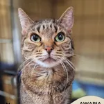 Awaria