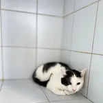 Zeus*
