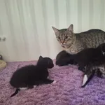 Kalina i kociaki