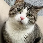 Kot do adopcji, Bydgoszcz, 6 września 2026