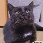 Mokka