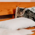 Kot do adopcji, Czartki, 10 września 2026