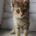 Kot do adopcji, Grudziądz, 5 sierpnia 2026
