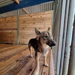 Pies do adopcji, Orzechowce, 21 września 2026