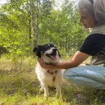 Pies do adopcji, Milanówek, 20 września 2026