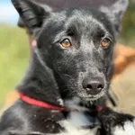 389618 Nala