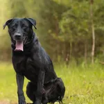 Pies do adopcji, Nowodwór, 16 września 2026