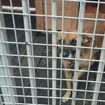 Pies do adopcji, Gorzów Wielkopolski, 25 września 2026