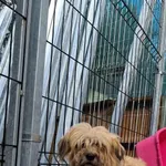 Pies do adopcji, Rytlów, 25 września 2026