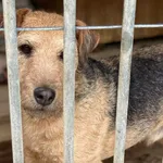 Pies do adopcji, Głowno, 26 września 2026