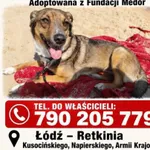 Zaginął pies, Łódź, 26 września 2026