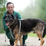 Pies do adopcji, Nowodwór, 27 września 2026