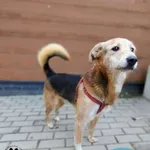 Kasztan