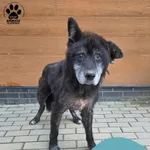Miętus