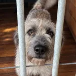 Pies do adopcji, Rytlów, 27 września 2026