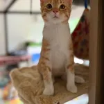 Mati