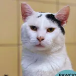 Kot do adopcji, Gdynia, 28 września 2026