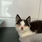 Lulu