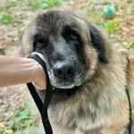 Pies do adopcji, Przyborówko, 30 września 2026