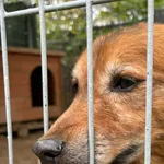 Pies do adopcji, Przyborówko, 30 września 2026