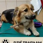 Znaleziono psa, Dąbrówka, 28 września 2026
