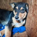 Pies do adopcji, Rytlów, 1 października 2026