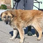 Dżef