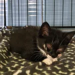 Sępik ID: 6725