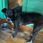 Pepitka