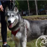 Pies do adopcji, Chełmek, 5 października 2026