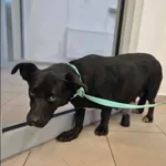 Odetta