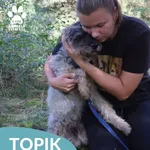 Topik