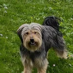 Zaginął pies LOBO Osieczany