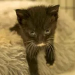 Mimi