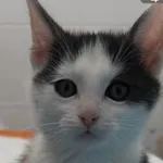 Kot do adopcji, Radom, 7 października 2026