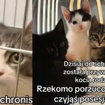 Kot do adopcji, Radom, 7 października 2026