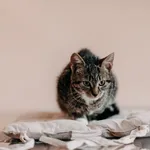 Kot do adopcji, Czartki, 9 października 2026