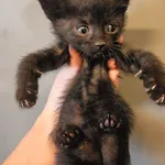 Kotek Piorun