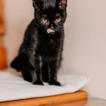 Kot do adopcji, Czartki, 9 października 2026