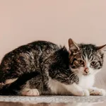 Kot do adopcji, Czartki, 9 października 2026