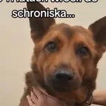 Rasti